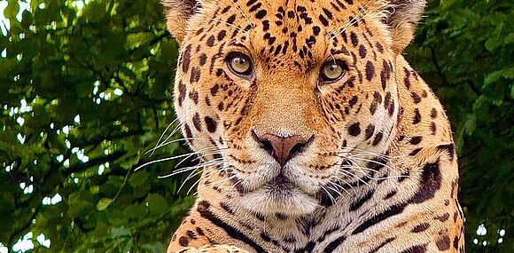 Veilige gepatenteerde sleutelcontrole in Dartmoor Zoo