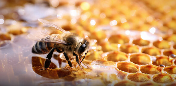 Neues von unseren EVVA-Bienen